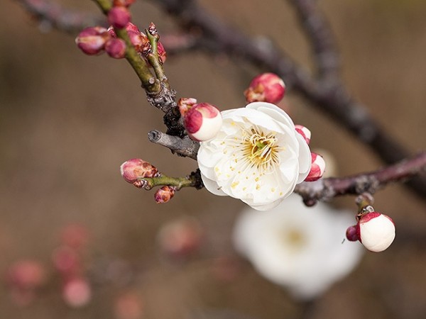 梅の花の画像です